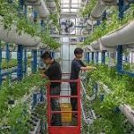Myco-Gardening: Mengapa Myco-Gardening dan Daging Lab Rumahan Jadi Tren Gaya Hidup Terpanas di Jakarta Bulan Ini?
