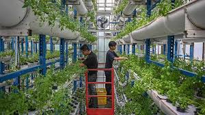 Myco-Gardening: Mengapa Myco-Gardening dan Daging Lab Rumahan Jadi Tren Gaya Hidup Terpanas di Jakarta Bulan Ini?